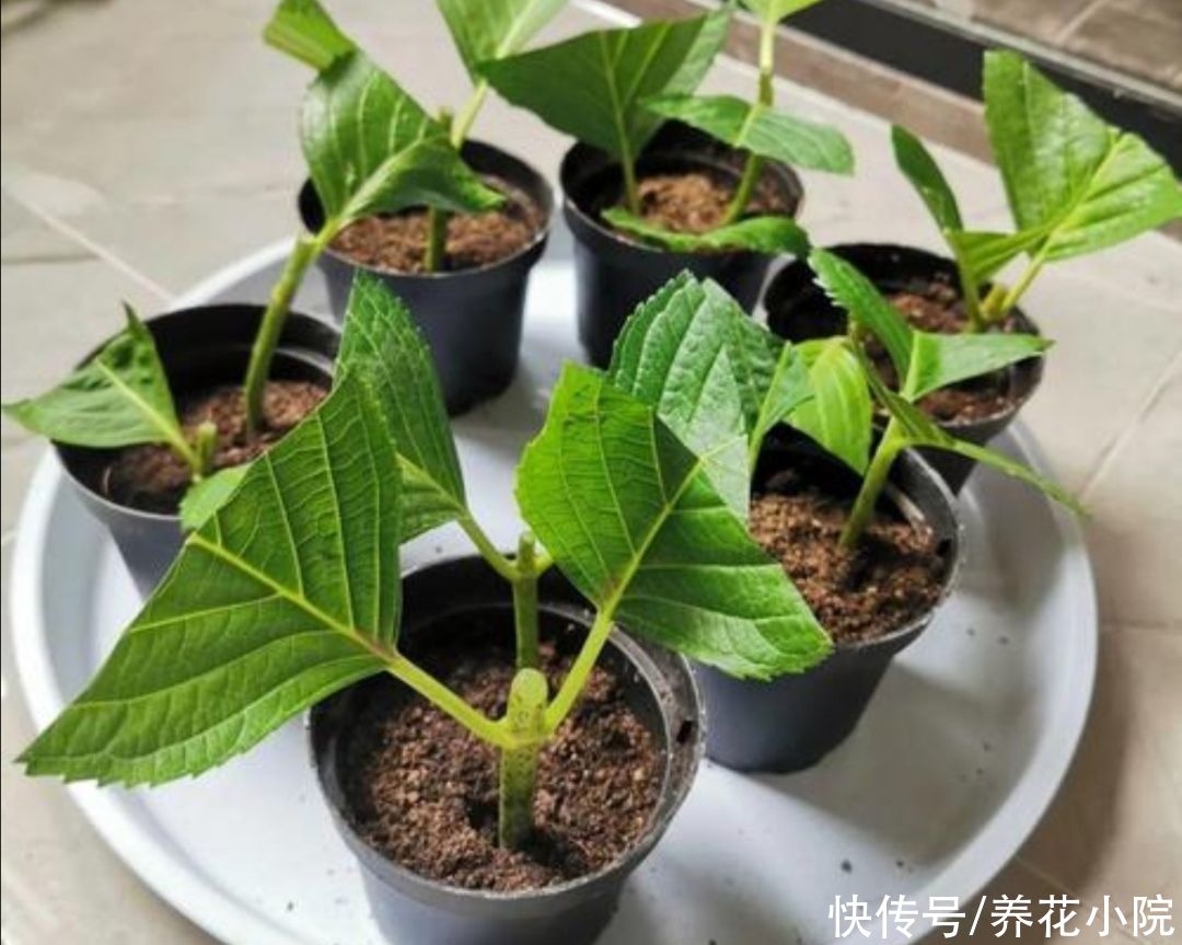 5种花不用买，1根枝条就能扦插，成活率高