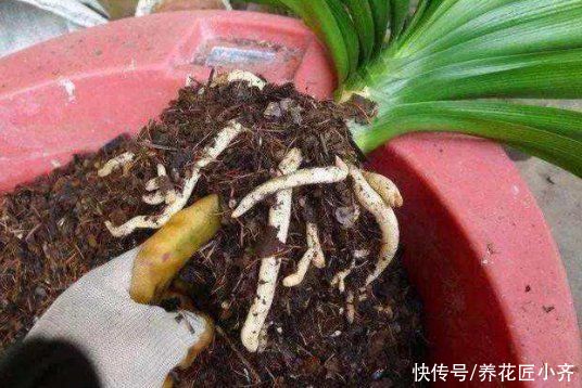 养花|如果你是阳台养花,4种土不要直接用,否则花有可能活不过三个月