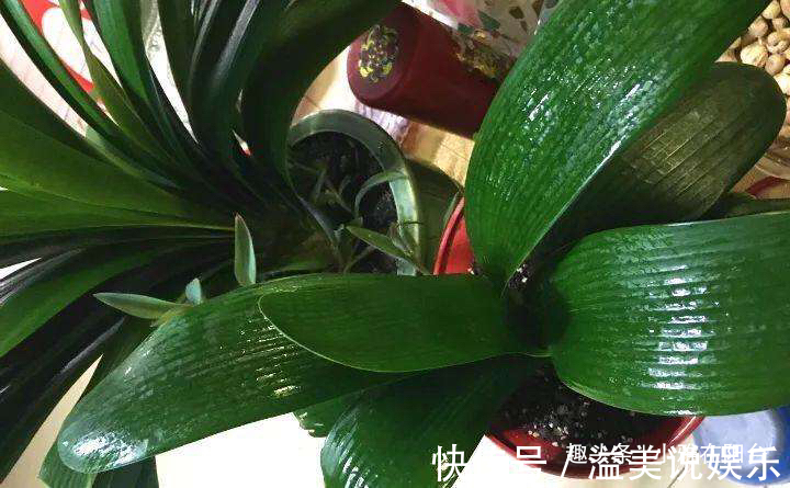 啤酒|君子兰用啤酒擦叶,要注意“一点”,叶更绿更亮,花更大更艳!