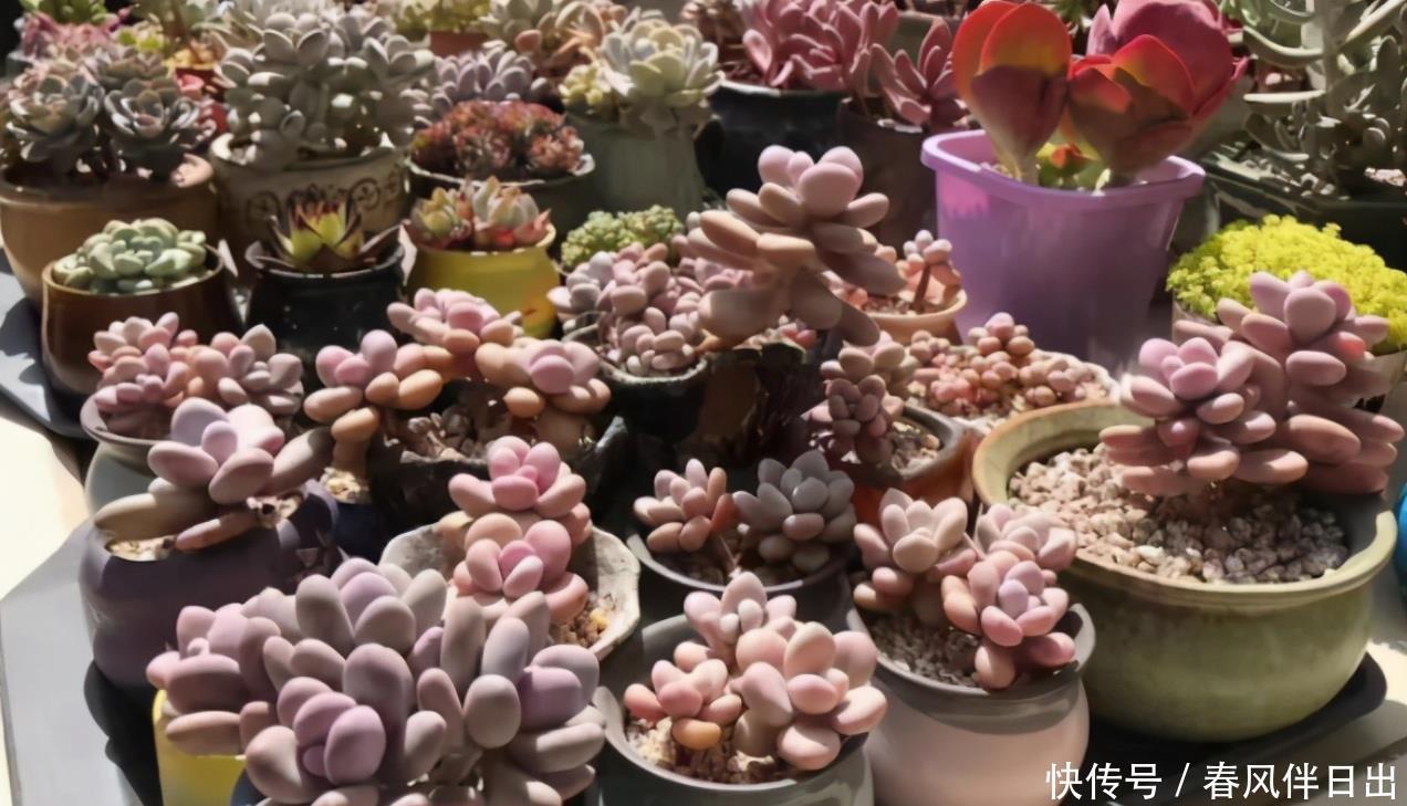 谨记|夏季该怎么处理怕热的多肉?谨记3点,秋日才能更美,早出状态