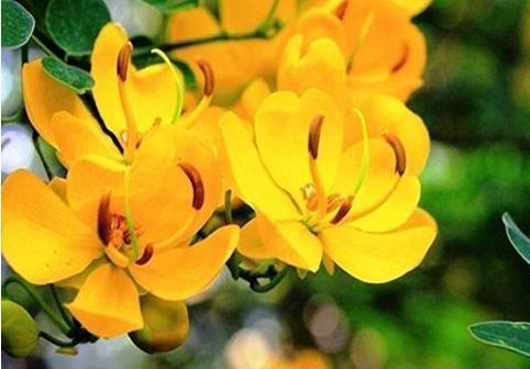 喜欢菊花,不如养盆“开花机器”夏菊,花开似瀑布,超可爱