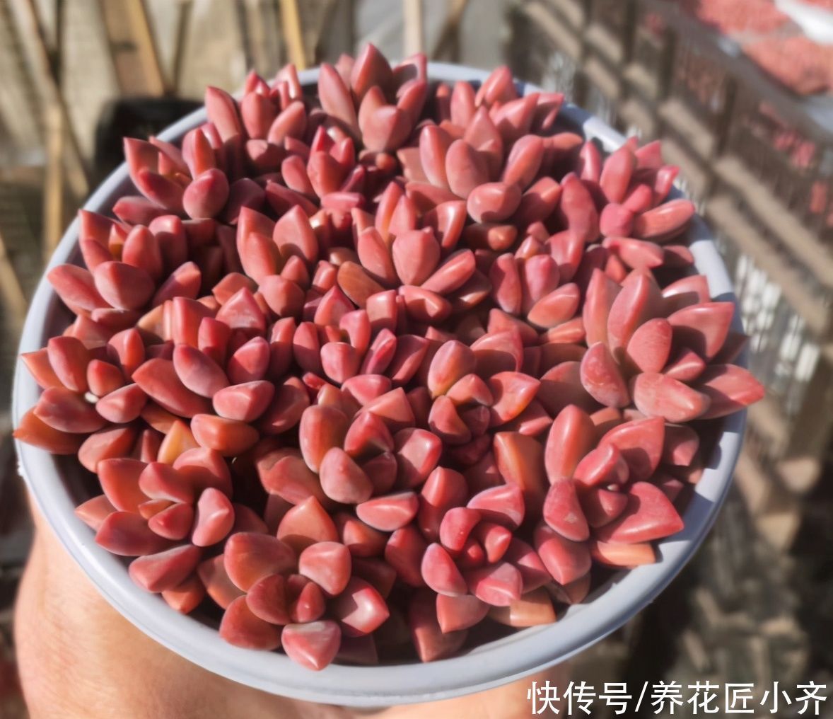 多肉|四季分明的地区养多肉,记住浇水3句“口诀”,根壮叶肥状态美