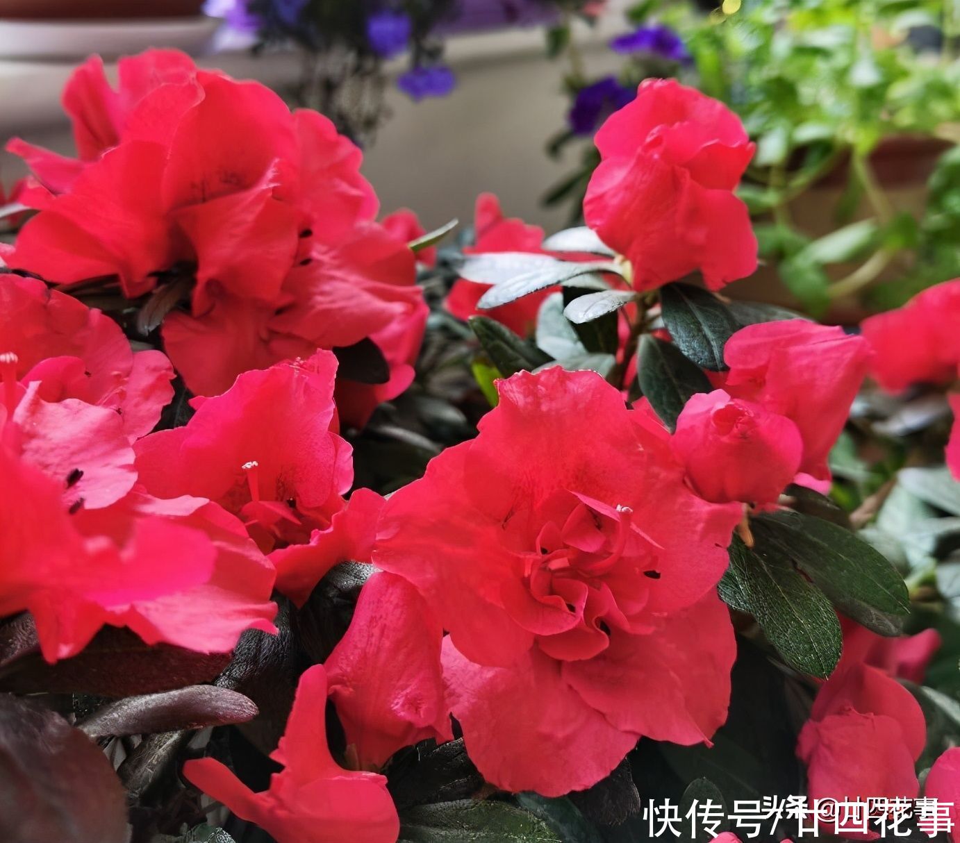 春节买的杜鹃花，容易“花后死”，做好3方面，每年开花不用买