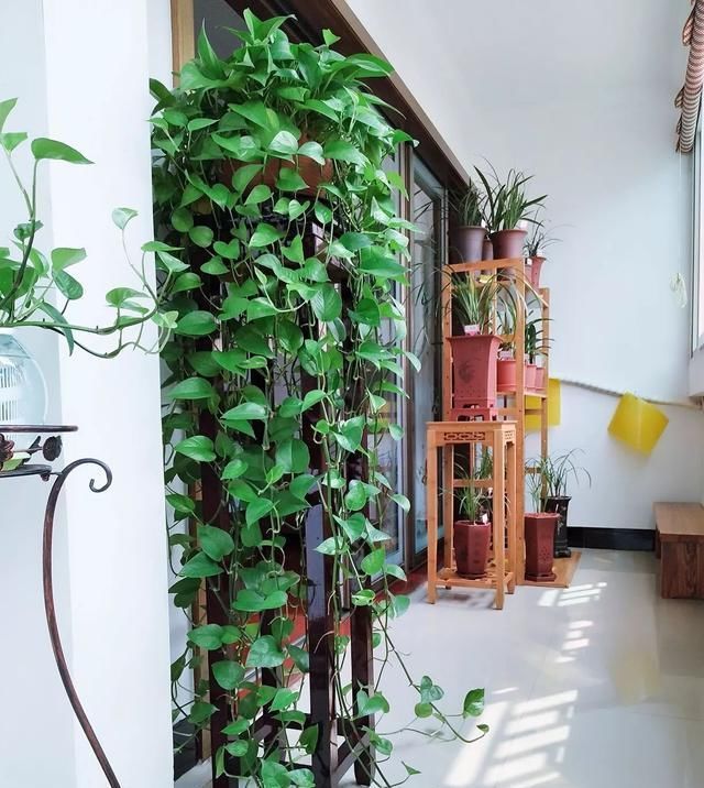 盆里扔2样东西,养花10年不烂根,叶子油光瓦亮,花苞挂满枝头