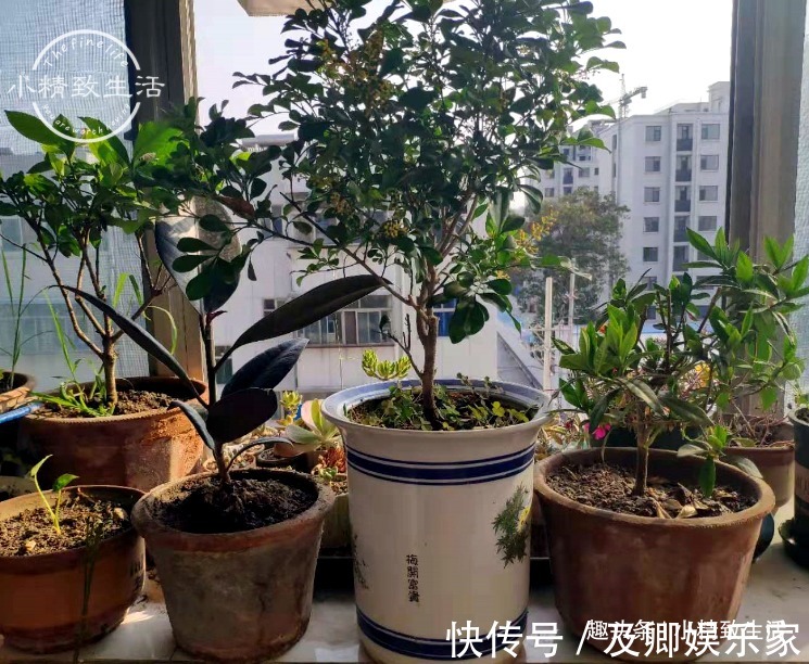 养米兰，2件事很重要，做错了落叶归西，做对了花繁叶茂