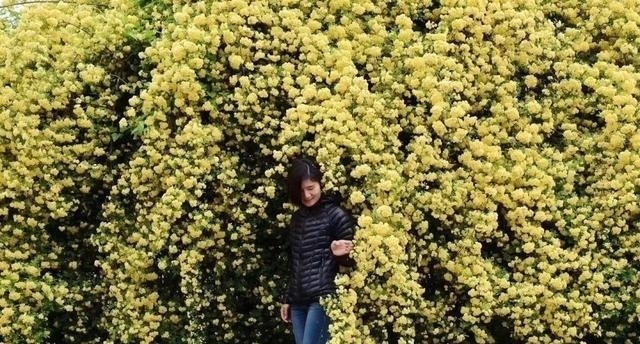 左邻|院子再小,也要养棵它,2年长一片,开花特别美,左邻右舍都说香