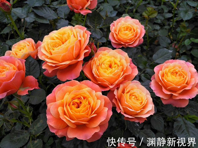 赏花|喜欢赏花,就养盆“玫瑰珍品”土星王阳台,丰腴婀娜,花色温馨