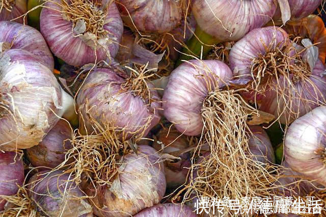 土法子|家里保存大蒜其实很简单,教你个土法子,别再担心大蒜长芽干瘪了