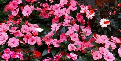 半阴地|4种花,独爱“半阴地”,采光不好也能养,全年开花不停歇