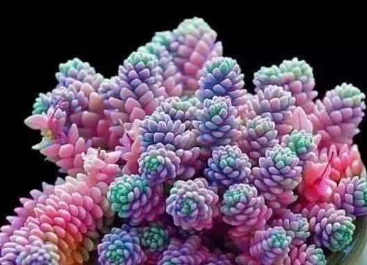 5种“高颜值”多肉，养护简单又漂亮，最适合新手养了！