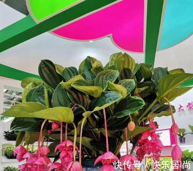 3种花很昂贵,也很“娇贵”,买回家“难伺候”,但太想要了!