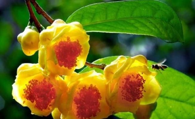 你见过“金茶花”吗？它可是一种珍稀植物，样子绝对惊艳你的双眼