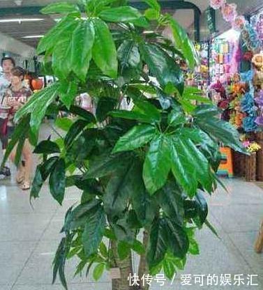 3种花冻伤不要扔，简单剃个头，很快就能起死回生