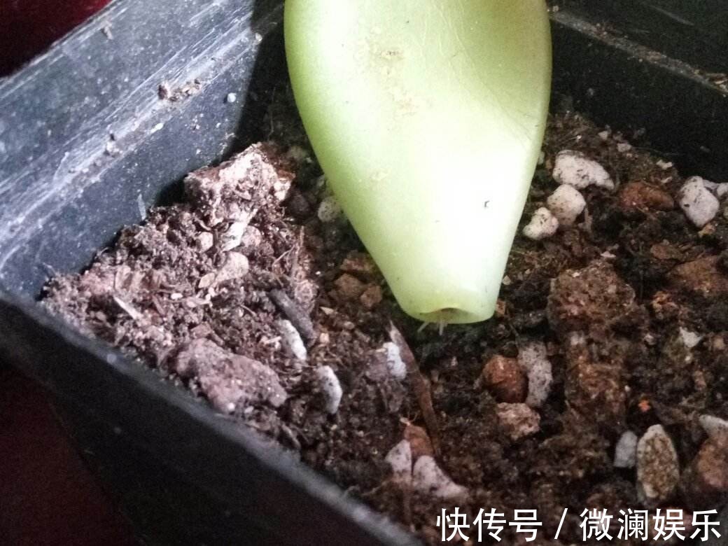 多肉繁殖成活低，用这个小技巧，新芽嫩叶长不停！