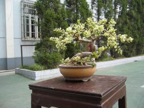 金枝玉叶|3种能成传家宝的花，越养越值钱，养几年给多少钱都不卖