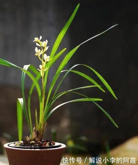 替兰花分株怕伤其根系，采用“不分盆”方法，新手也可轻松驾驭！