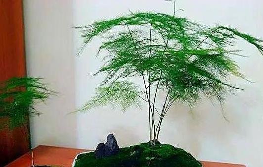 书房盆栽文竹,该如何管理养护注重5方面,枝叶翠绿又茂密