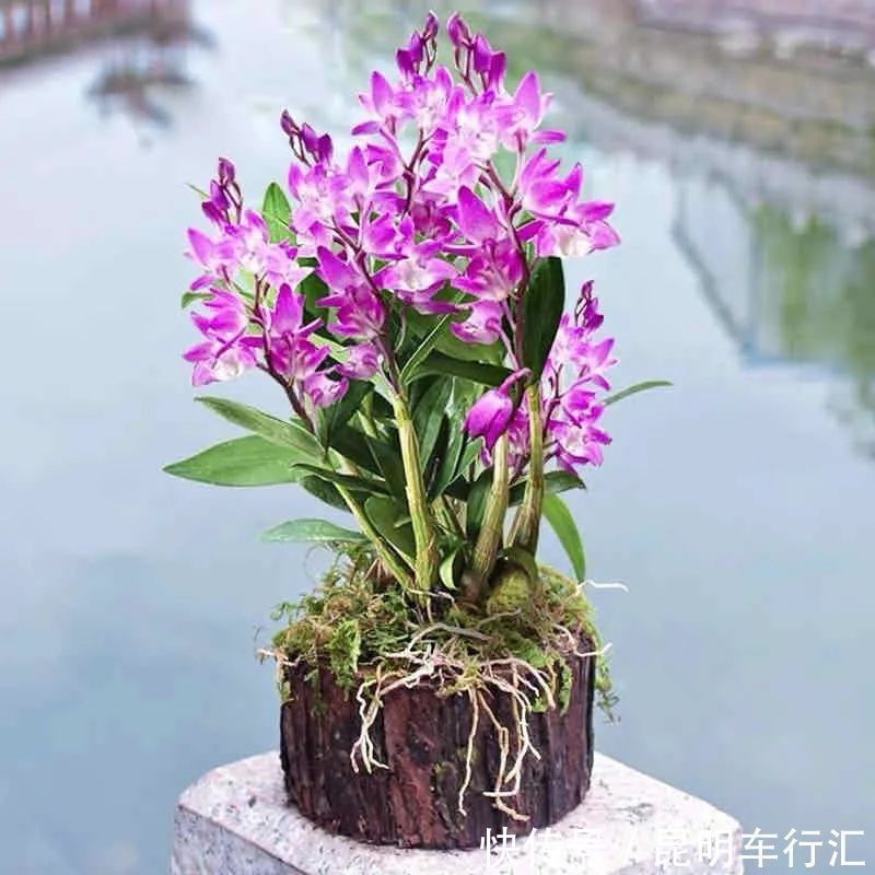 观赏价值|老中医最喜欢的五种花,家里养一盆,越养身体越健康,你家养了吗