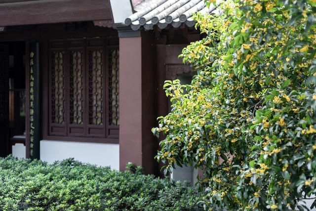 “桂花门前栽,贵人立门内”这4个地方不宜栽桂花树,看完明白了