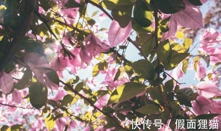 桃花运|1月份，桃花荡漾，撞上真情，姻缘到手，收获意外幸福的4大生肖