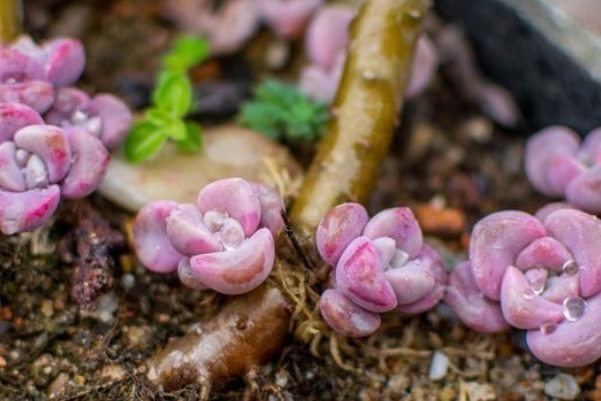 老桩|最皮实的四种多肉,养到就是赚到,竟然随便养养变成老桩