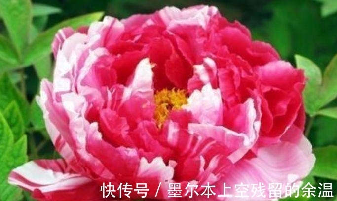 家里阳台养此款花,新手也能养爆盆,花色艳丽,花开枝繁叶茂,美