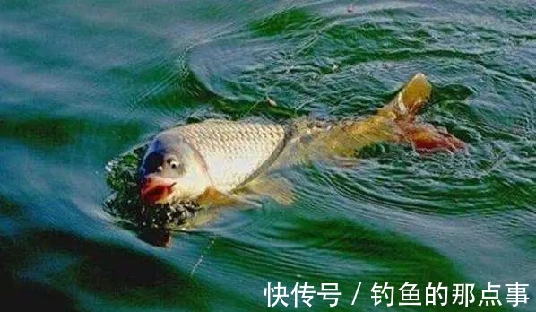 开春想要鱼获好,钓友牢记这“3种钓法”,开春钓鱼的必杀技