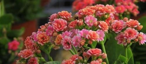 枝条|3种漂亮花,别乱浇水,水越多开花越少,旱着养反而长得旺