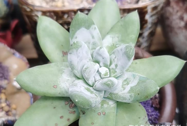 老桩|仙女杯属的所有多肉在夏季都会休眠,要懂得养护方法才能顺利度夏