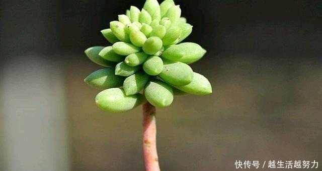 多肉水桩又被称之为白菜桩,3种补救方法,可使其再度变美!