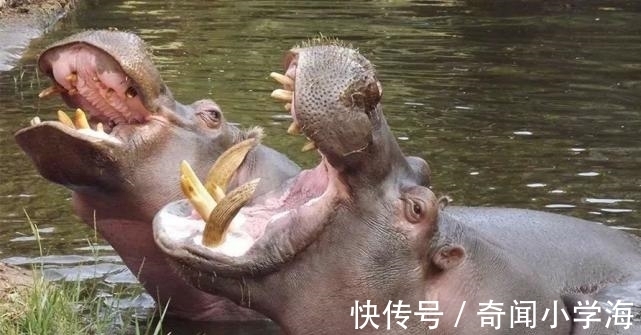 24个冷知识：生物老师看完直呼不可思议，但却真实存在的有趣知识。