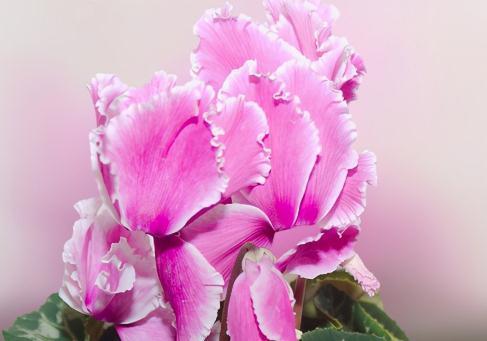 盘点仙客来的五大花型,你中意哪一款