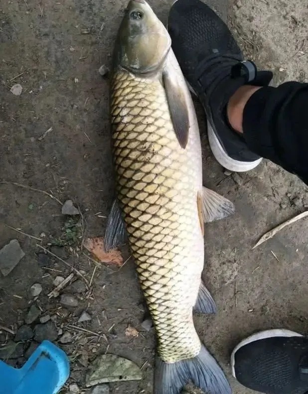 为啥你钓不到大鱼？因为没人提醒你，这几个误区是钓大鱼的大忌