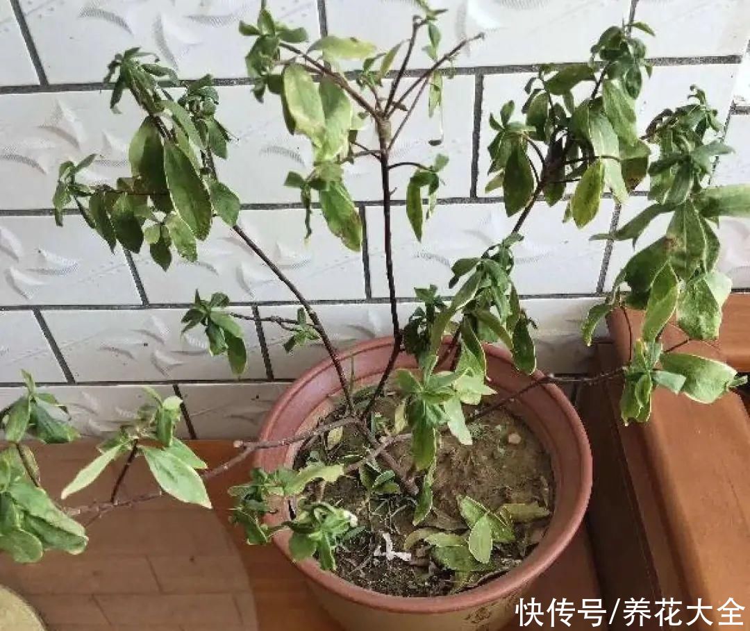 天热了，8种花要休眠，要少浇水