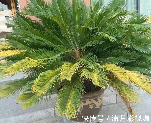 浇水|养绿植最怕“黄叶”,解决5大问题,叶片油亮亮,看着真喜人!