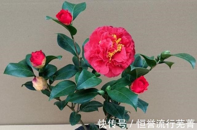 种植|它是“茶花美人”花大香浓、形似牡丹，正值花期，一起来观赏一下！