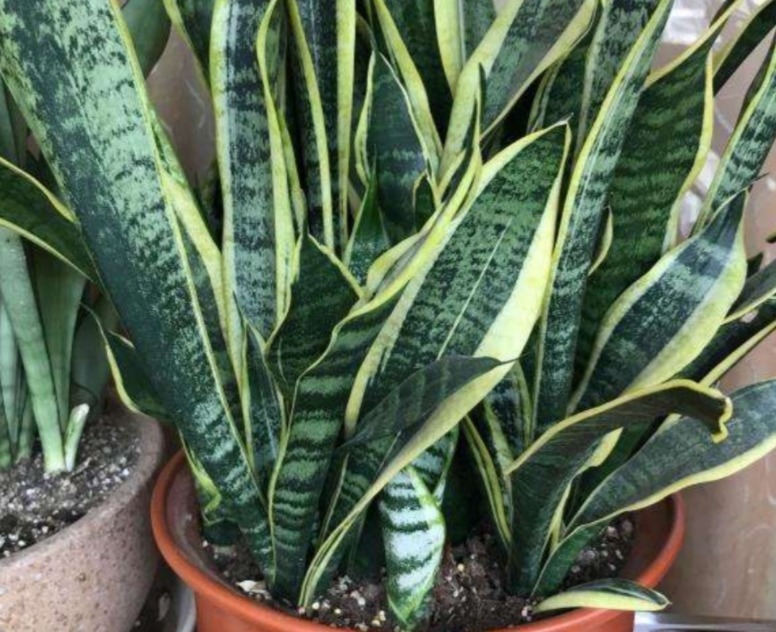 养殖虎皮兰，落实好“2多2少1勤”，叶子挺直，侧芽呼呼窜爆盆