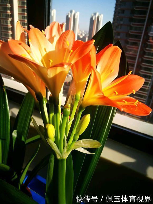 花盆|想要君子兰一花多箭,现在就得做好养护,背熟5句话,用上就管事