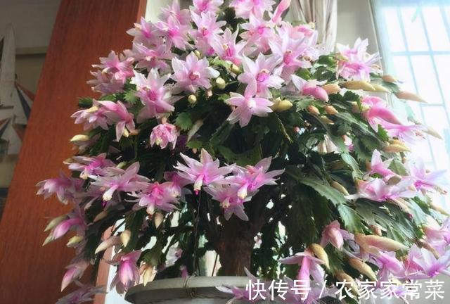 进入花蕾期的蟹爪兰,应该如何养护