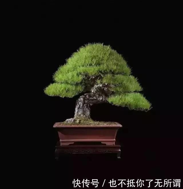 龟甲牡丹|世界上最名贵的花,一盆就是一座房子!