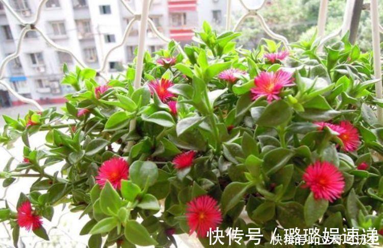 石竹|4种花适合养在电脑旁，防辐射，不担心变丑，对待新手很友好