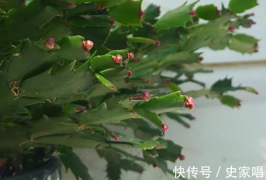 掌握住4个小诀窍，11月居家盆栽蟹爪兰，开花就能又多又艳丽