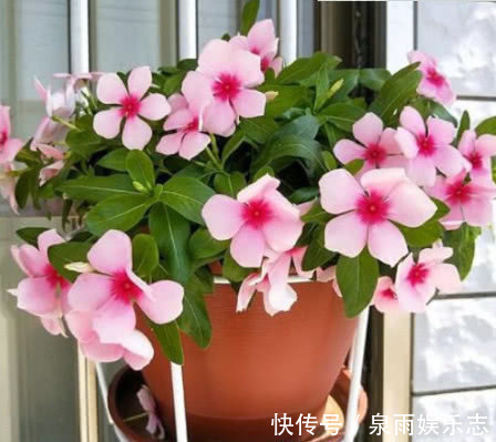 大蒜|''大蒜''养花有奇效盆里放一点,不再烂根、生虫,叶子油绿花朵艳