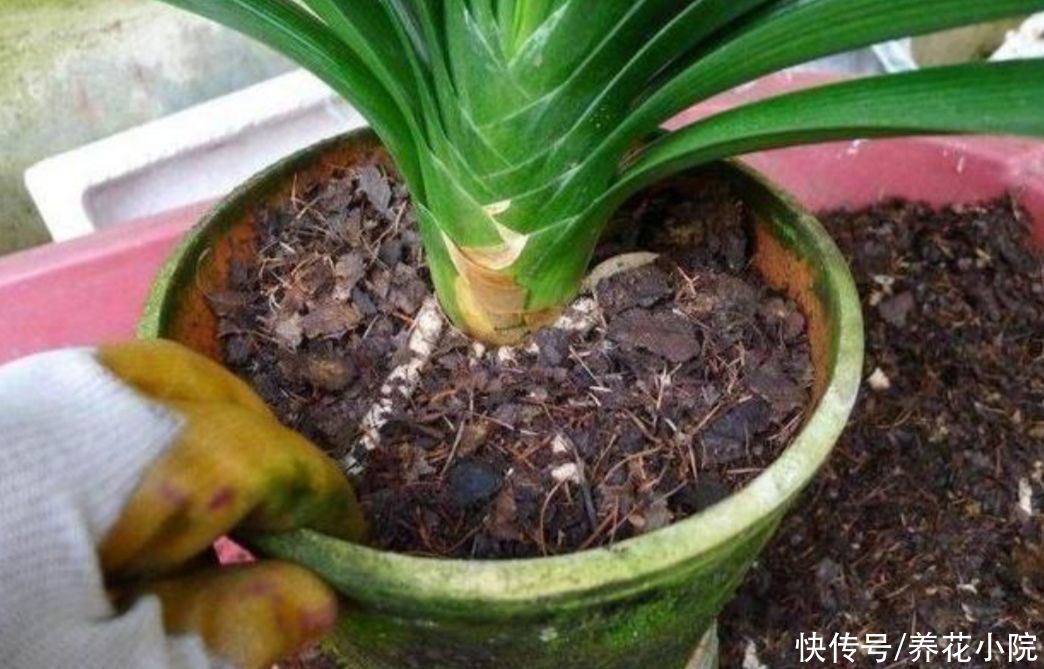 家庭养花，常犯的“3个错误方法”，及时改掉，才能养好花