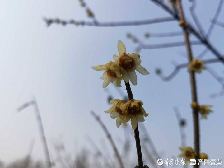 腊梅花|济南千佛山的腊梅花开了