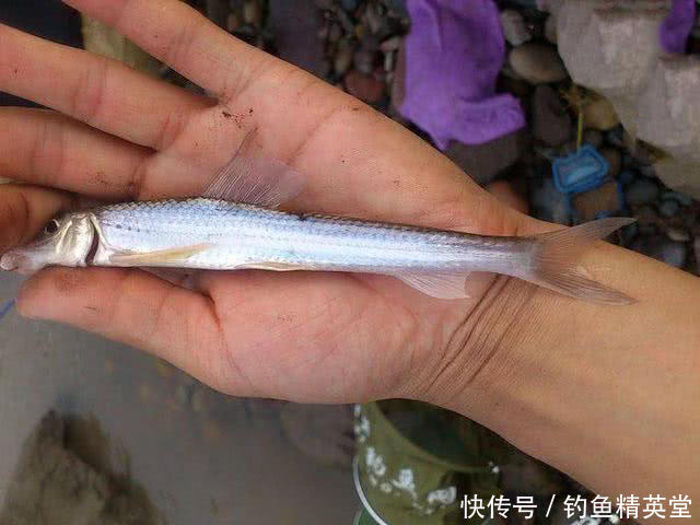 水河|大别山下,淠水河中,此鱼甚多,我们本地人叫它“船钉”