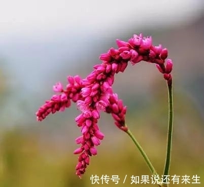 红蓼花!成束之美!难得一见!