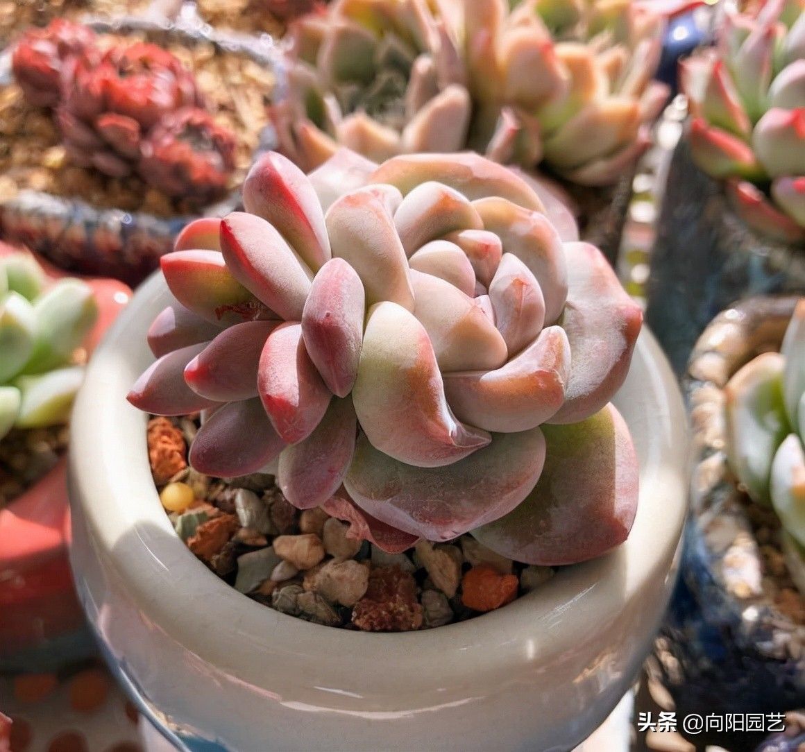 二手|花最少的钱，买最便宜的多肉，专挑二手多肉，也可以养得很好