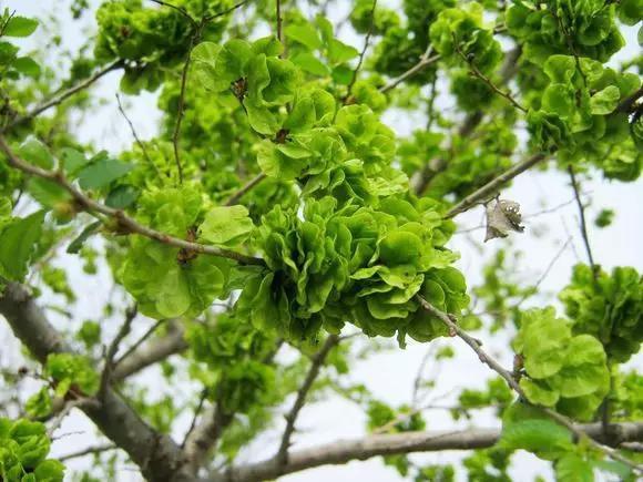 菠菜|春天唯一不含“草酸”的野菜,钙是菠菜3倍,正当季,不懂吃可惜