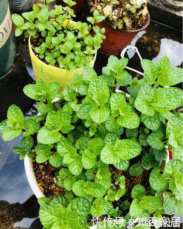 养花技巧:折腾不死的25种花,咋养都爆盆,懒人最适合